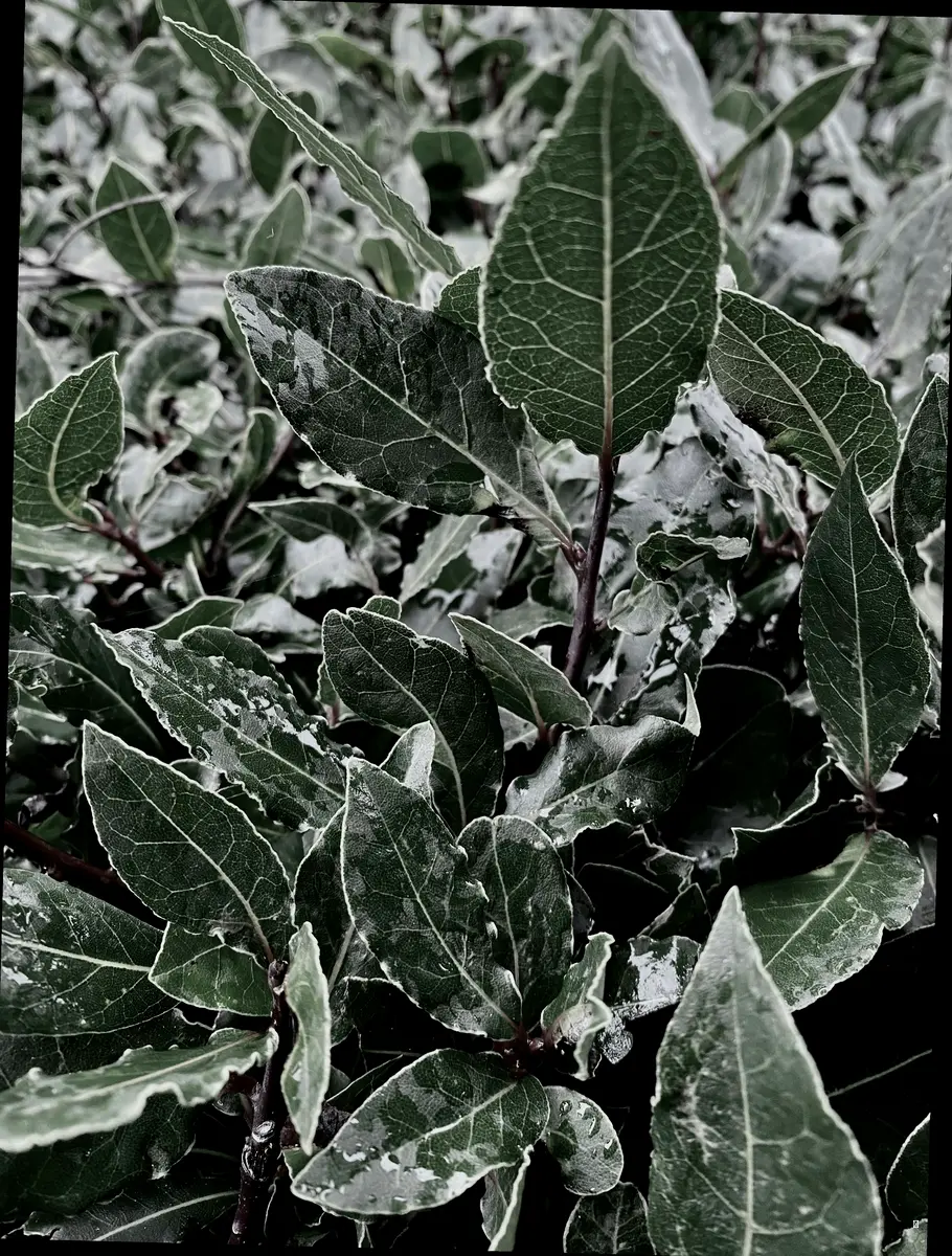 겨울초 효능, 알고 먹으면 더 꿀맛!