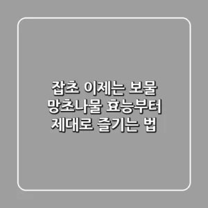 잡초? 이제는 보물! 망초나물 효능부터 제대로 즐기는 법